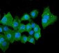 Anti-ALDH2 Antibody Picoband™ (monoclonal, 5G7)